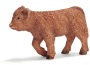 Vitello highlander scozzese