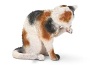 Gatto che si pulisce