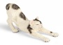 Gatto che si stiracchia