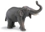Elefante indiano