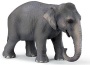 Elefante femmina asiatica