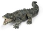 Coccodrillo