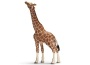 Giraffa maschio che mangia