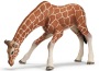 Giraffa femmina che beve