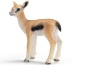 Gazella cucciolo