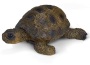 Tartaruga