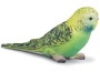 Pappagallino ondulato verde