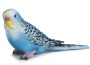 Pappagallino ondulato blu