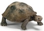 Tartaruga gigante