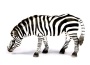 Zebra al pascolo
