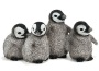 Pinguino reale cuccioli