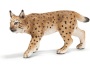 Lince femmina