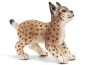 Lince cucciolo
