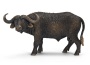Bufalo cafro