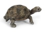 Cucciolo di tartaruga gigante