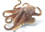 Piovra gigante
