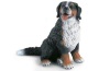 Bovaro bernese