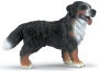 Bovaro bernese