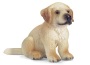 Cucciolo di golden retriever