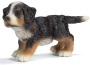 Cucciolo di bovaro bernese