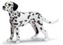 Dalmata maschio