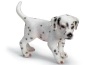 Cucciolo di dalmata