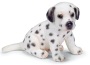 Cucciolo di dalmata accucciato