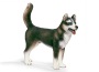 Husky maschio
