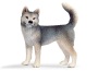 Husky femmina