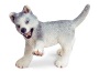 Husky cucciolo