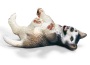 Husky cucciolo sdraiato