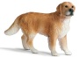 Golden retriever maschio
