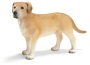 Labrador maschio