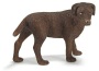 Labrador femmina