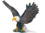 Aquila