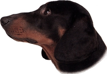 Bassotto tedesco o Dachshund