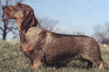 Bassotto tedesco o Dachshund