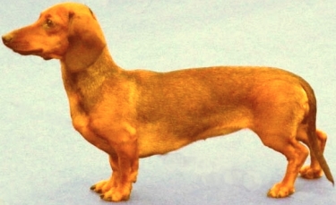 Bassotto tedesco o Dachshund