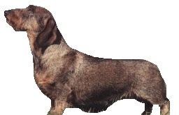 Bassotto tedesco o Dachshund - Pelo duro