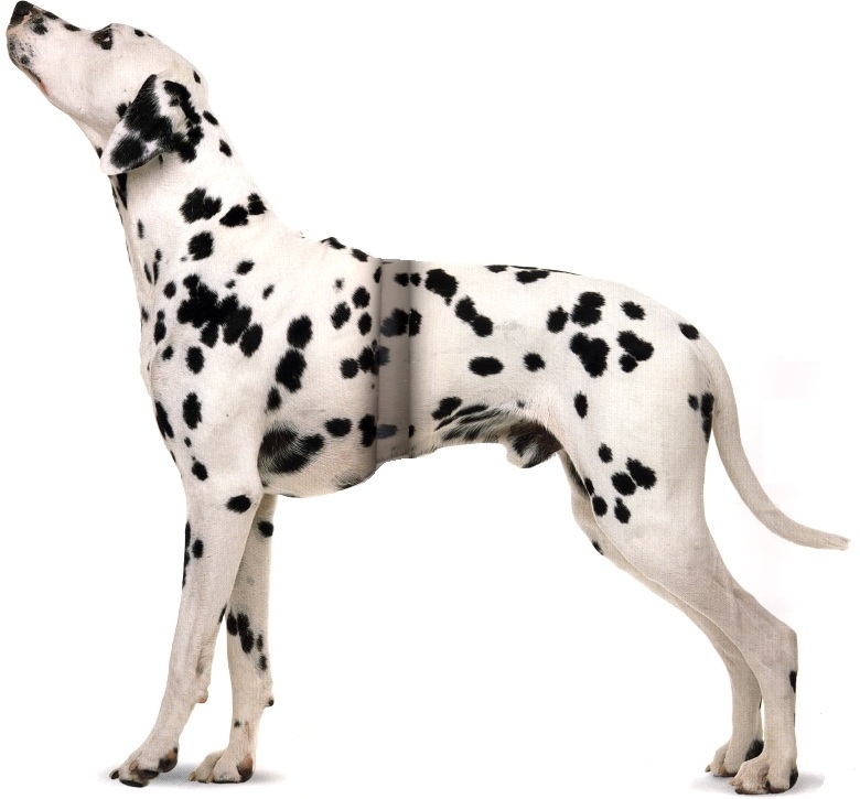 Dalmata