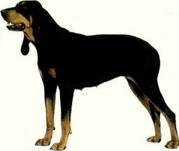 Black and tan coonhound