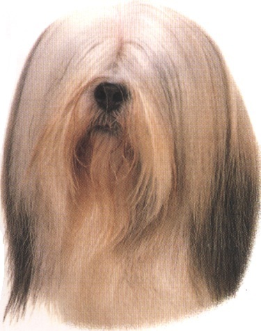 Lhasa apso