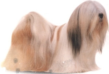 Lhasa apso