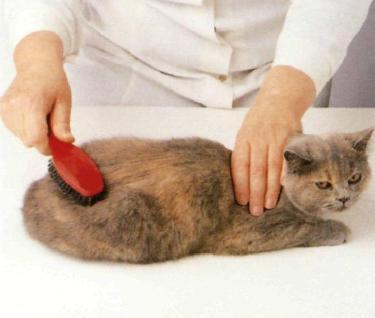 Spazzolatura del gatto a pelo corto