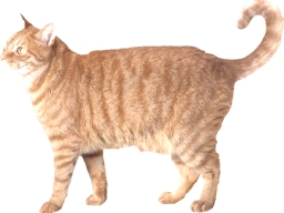 American wirehair tabby rosso