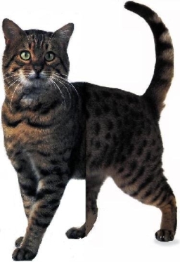 Bengal brown spotted
