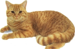 British tabby spotted rosso