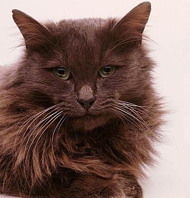 Tiffany/Chantilly