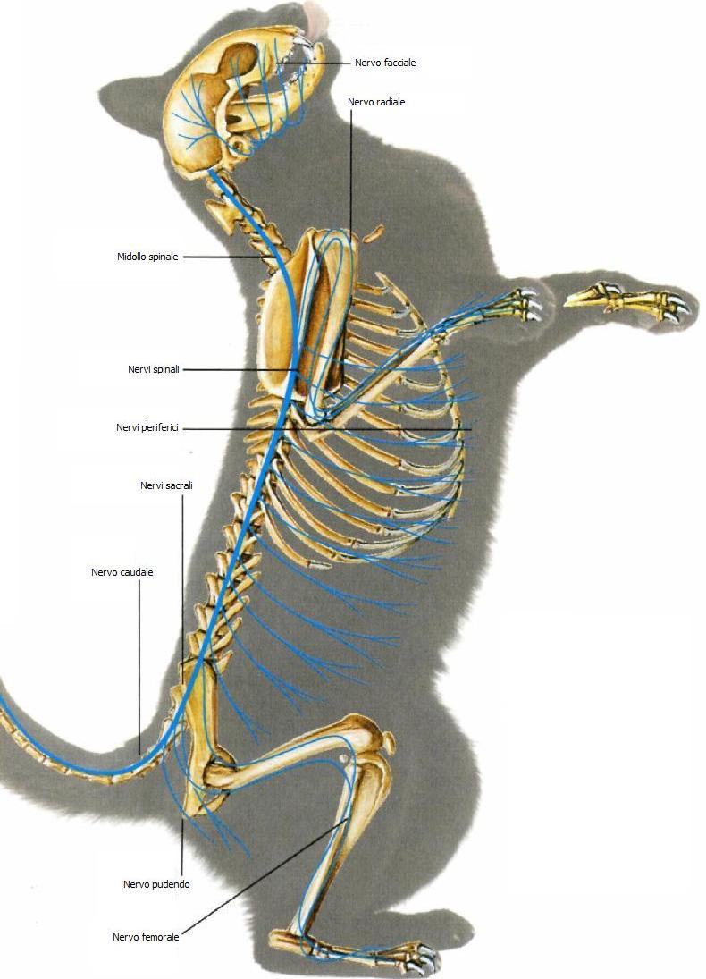 Внешнее строение кошки кратко. Анатомия кошки нервная система. Блуждающий нерв у собаки анатомия. Блуждающий нерв анатомия животных. Строение кота внутренние органы.