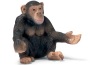 Scimpanzé femmina
